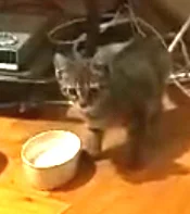 Yavru kedimize yeni yuva arıyoruz