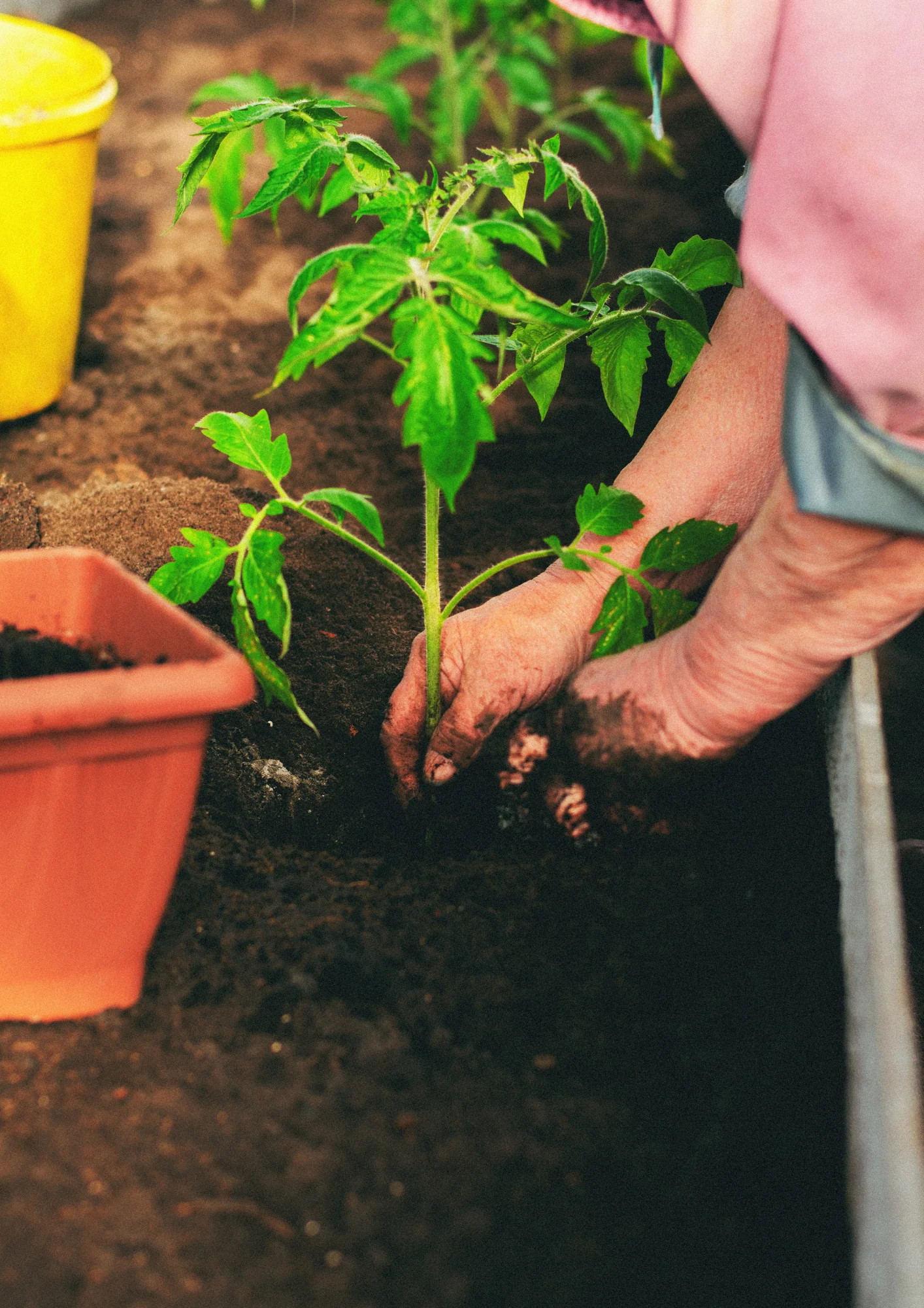 Saksıda Yetiştirilmiş Domates, Biber Fideleri
